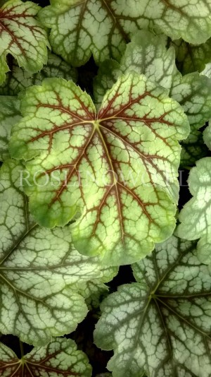 Żurawka ogrodowa „Green Spice” (Heuchera hybrida)